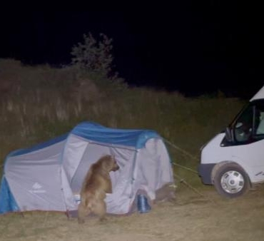 Ayılar çadırı parçalarken görüntülendi Ek fotoğraf