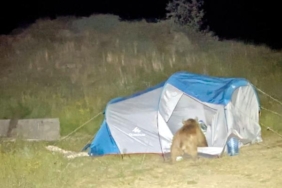 Ayılar çadırı parçalarken görüntülendi