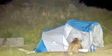 Ayılar çadırı parçalarken görüntülendi