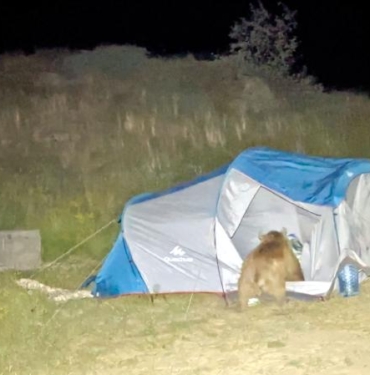 Ayılar çadırı parçalarken görüntülendi