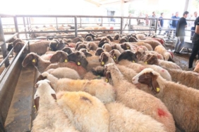 Bakan Yumaklı Deprem bölgesine 88 milyar lira tarımsal destek ödemesi yaptık 2