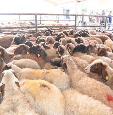 Bakan Yumaklı Deprem bölgesine 88 milyar lira tarımsal destek ödemesi yaptık 2