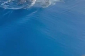 Balıkçılar yunus sürüsünün gösterisini görüntüledi