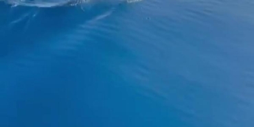 Balıkçılar yunus sürüsünün gösterisini görüntüledi