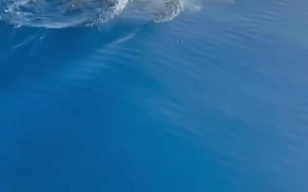 Balıkçılar, yunus sürüsünün gösterisini görüntüledi 1 Balıkçılar yunus sürüsünün gösterisini görüntüledi