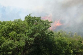 Balıkesirde orman yangını 2