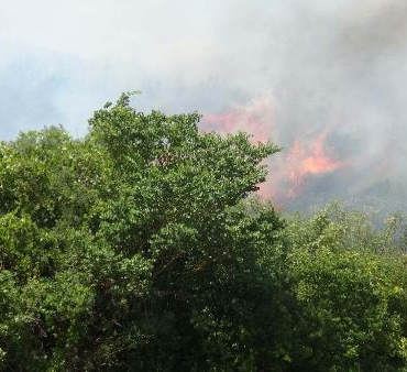 Balıkesir'de orman yangını (2) 8 Balıkesirde orman yangını 2
