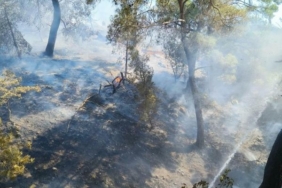 Balıkesirde orman yangını