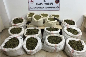 Bingölde 11 milyon 282 bin kök Hint keneviri ele geçirildi