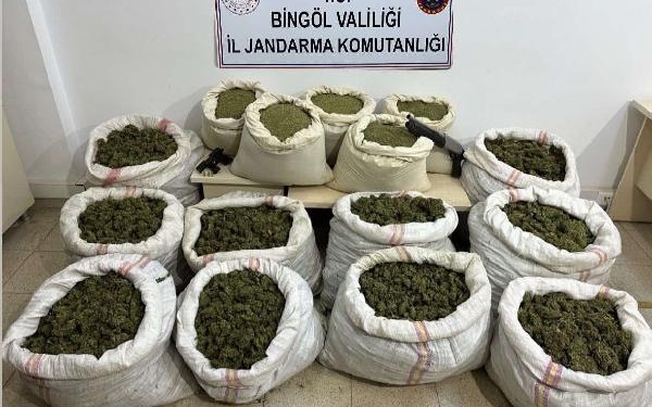 Bingölde 11 milyon 282 bin kök Hint keneviri ele geçirildi