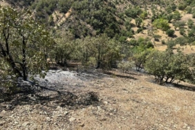 Bingöl'de orman yangını, 3'üncü gününde kontrol altında 31 Bingölde orman yangını 3üncü gününde kontrol altında