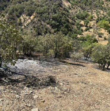 Bingölde orman yangını 3üncü gününde kontrol altında