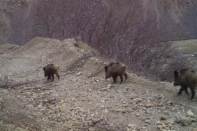 Bingöl'de yaban hayatı, fotokapanlara yansıdı 20 Bingöl'de yaban hayatı, fotokapanlara yansıdı