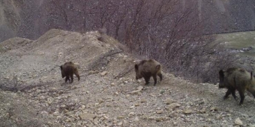 Bingöl'de yaban hayatı, fotokapanlara yansıdı 14 Bingöl'de yaban hayatı, fotokapanlara yansıdı