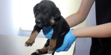 Boğazında ısırık yarası bulunan yavru köpeği barınağın kapısına terk ettiler