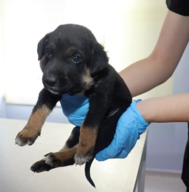 Boğazında ısırık yarası bulunan yavru köpeği barınağın kapısına terk ettiler 4 Boğazında ısırık yarası bulunan yavru köpeği barınağın kapısına terk ettiler
