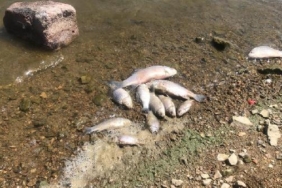 Boğazköy Barajında ölü balıklar karaya vurdu