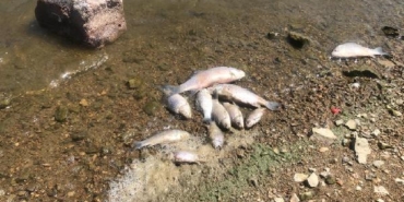 Boğazköy Barajı'nda ölü balıklar karaya vurdu 4 Boğazköy Barajında ölü balıklar karaya vurdu