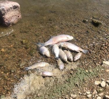 Boğazköy Barajında ölü balıklar karaya vurdu
