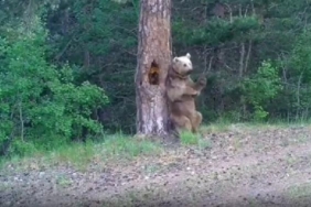 Bozayının 'kaşınma dansı' fotokapana yansıdı 14 Bozayının kaşınma dansı fotokapana yansıdı