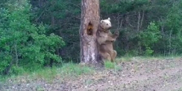 Bozayının 'kaşınma dansı' fotokapana yansıdı 16 Bozayının kaşınma dansı fotokapana yansıdı