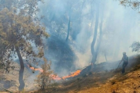 Burhaniye'deki orman yangınında 2 dönüm alan zarar gördü 7 Burhaniyedeki orman yangınında 2 dönüm alan zarar gördü