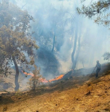 Burhaniye'deki orman yangınında 2 dönüm alan zarar gördü 7 Burhaniyedeki orman yangınında 2 dönüm alan zarar gördü
