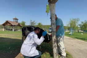 Çanakkale yangınından etkilenen boğa Emekli Hayvanlar Çiftliğinde