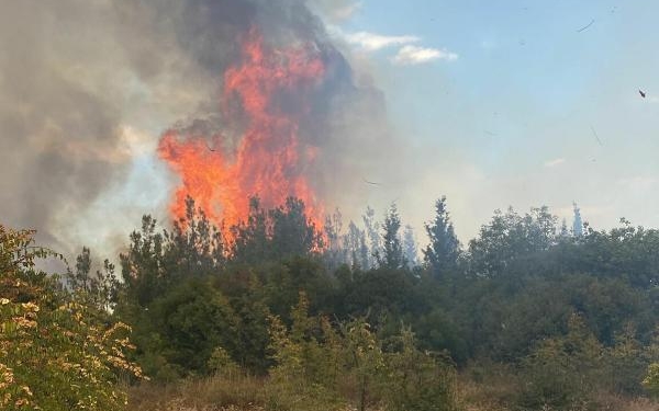 Çanakkalede orman yangını