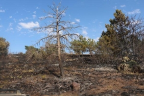 Çankırı’da çıkan yangında 10 dönüm orman zarar gördü 24 Çankırıda çıkan yangında 10 dönüm orman zarar gördü