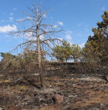 Çankırıda çıkan yangında 10 dönüm orman zarar gördü
