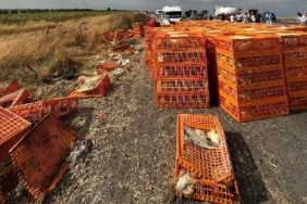 Canlı tavuk yüklü kamyon otomobile çarpıp devrildi 3 yaralı