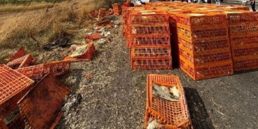 Canlı tavuk yüklü kamyon, otomobile çarpıp, devrildi: 3 yaralı 3 Canlı tavuk yüklü kamyon otomobile çarpıp devrildi 3 yaralı