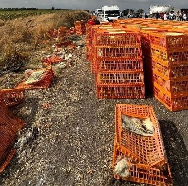 Canlı tavuk yüklü kamyon otomobile çarpıp devrildi 3 yaralı