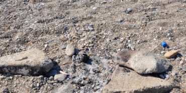 Caretta caretta yuvası üzerinde mangal yaktılar 36 Caretta caretta yuvası üzerinde mangal yaktılar