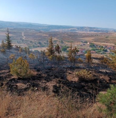 Çorumda 6 dönüm ağaçlık alan yandı