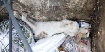 Denizlide 2 yavru kedi öldürülmüş 1i yaralı bulundu