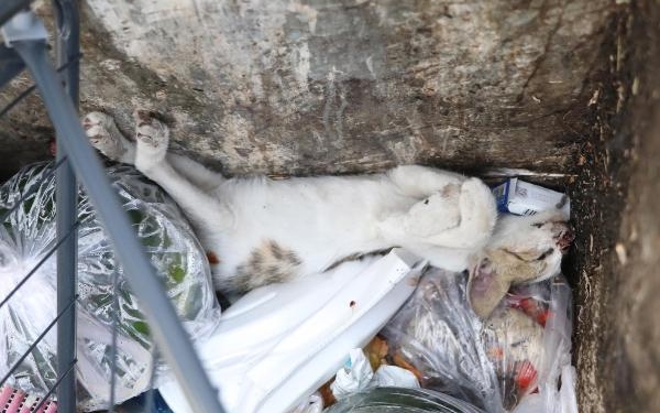 Denizli'de 2 yavru kedi öldürülmüş, 1'i yaralı bulundu 1 Denizlide 2 yavru kedi öldürülmüş 1i yaralı bulundu