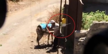Eşeğe dayak savunması Beni ısırdı