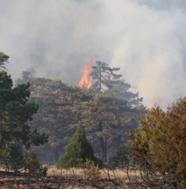 Eskişehirde orman yangını