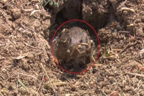 Fareler 40 bin dönüm ekili alana zarar verdi 2 Fareler 40 bin dönüm ekili alana zarar verdi