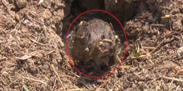 Fareler 40 bin dönüm ekili alana zarar verdi 5 Fareler 40 bin dönüm ekili alana zarar verdi