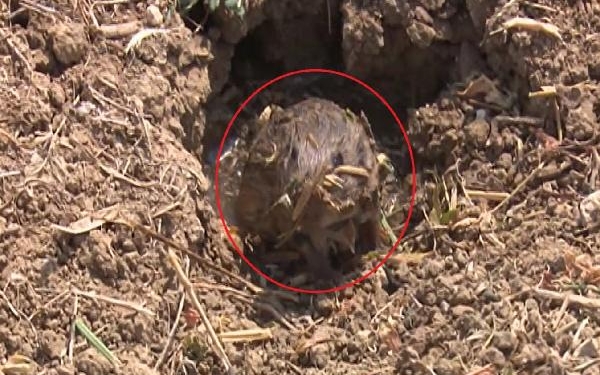 Fareler 40 bin dönüm ekili alana zarar verdi