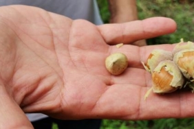 Fındık üreticilerine erken hasat uyarısı 1 Fındık üreticilerine erken hasat uyarısı