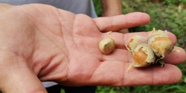 Fındık üreticilerine erken hasat uyarısı