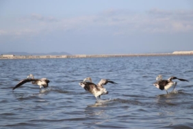 Flamingolara halkalı koruma