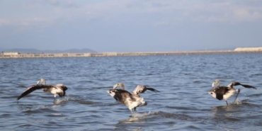 Flamingolara halkalı koruma