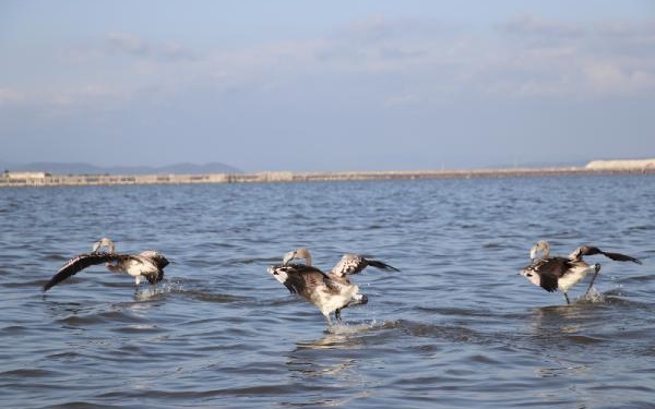 Flamingolara halkalı koruma