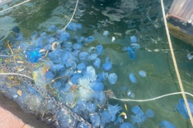 Foça sahillerinde denizanası yoğunluğu nedeniyle plajlar boş kaldı