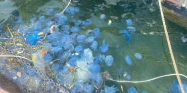 Foça sahillerinde denizanası yoğunluğu nedeniyle plajlar boş kaldı 20 Foça sahillerinde denizanası yoğunluğu nedeniyle plajlar boş kaldı